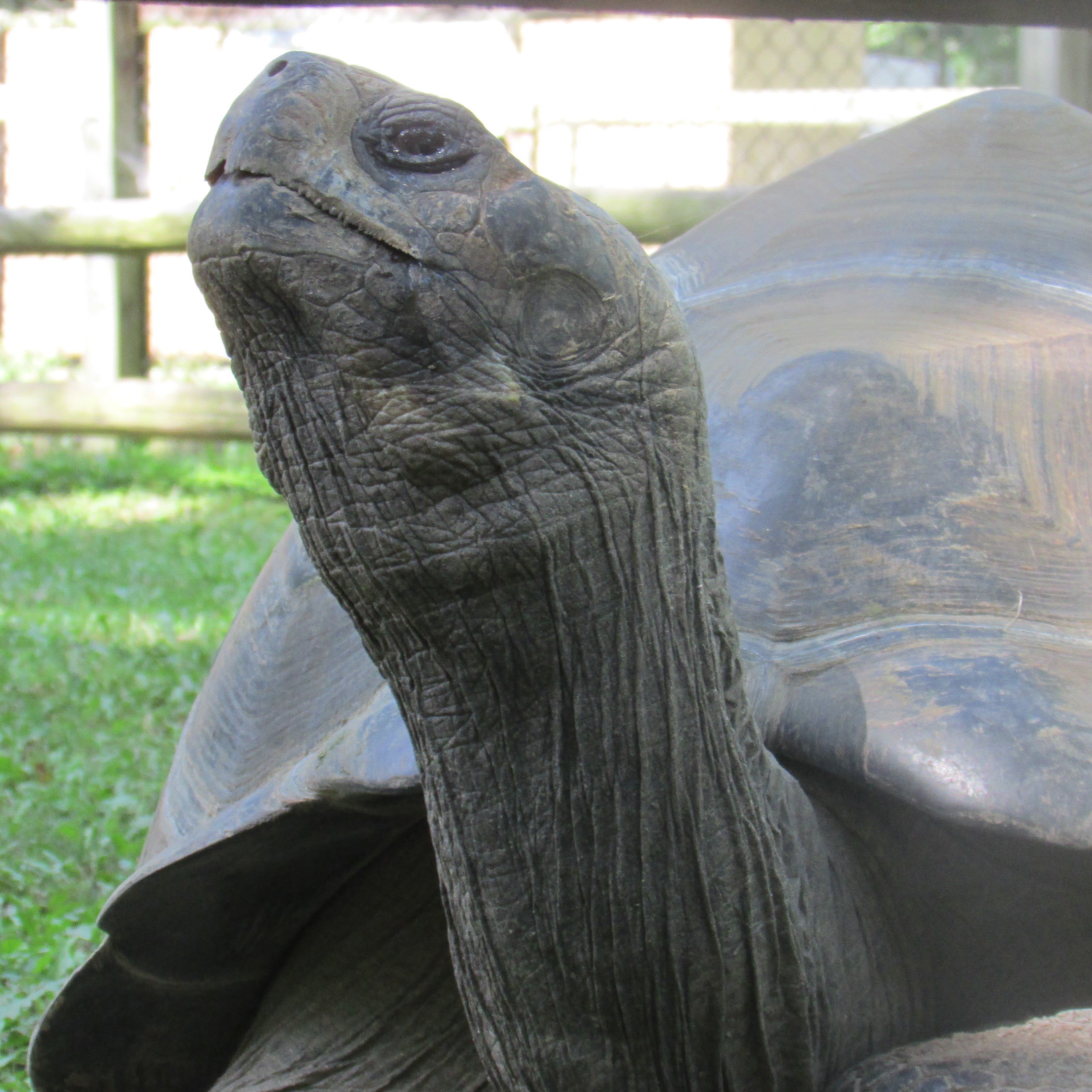 Galapagos Tortoise Henson Robinson Zoo Springfield (217)585-1821