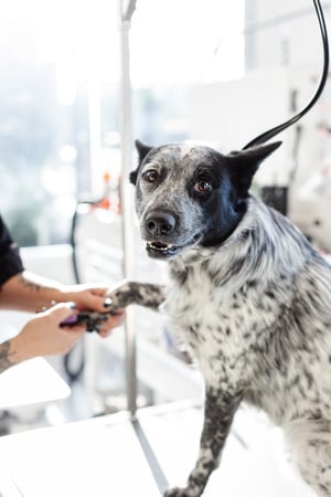 Images Sparkle Grooming Co.