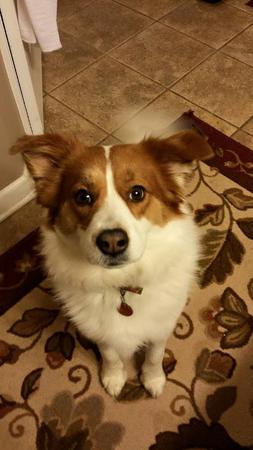 Images Happy Tails Groom & Board