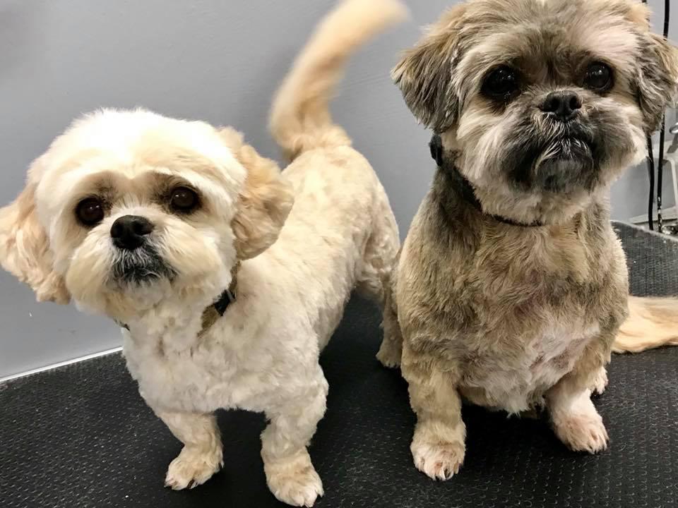 dog grooming warehouse