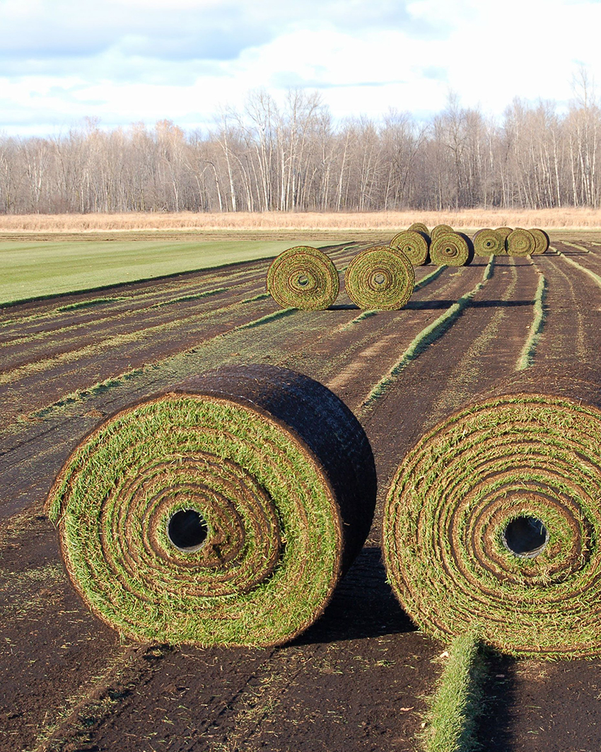 Covering a lot of ground? Our big rolls (up to 4' wide) are the perfect solution for parks and commercial spaces. Efficient installation and seamless results every time.