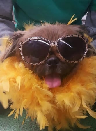 Images All Aboard Dog Daycare & Boarding