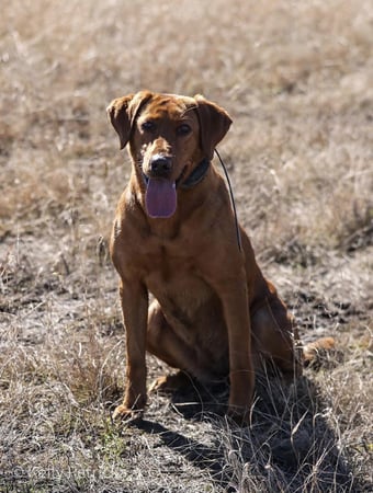 Images Quick Trigger Kennels