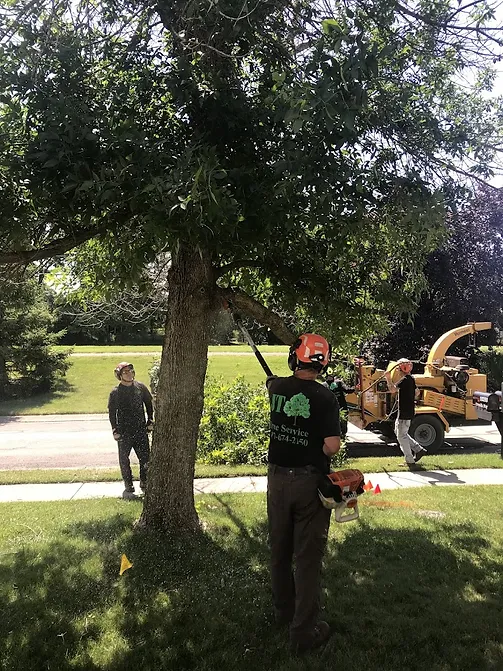 JT Tree Service
Indianapolis, IN 46236
(317) 674-2150