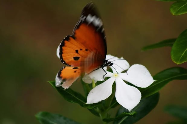 Images London Lodge Inc