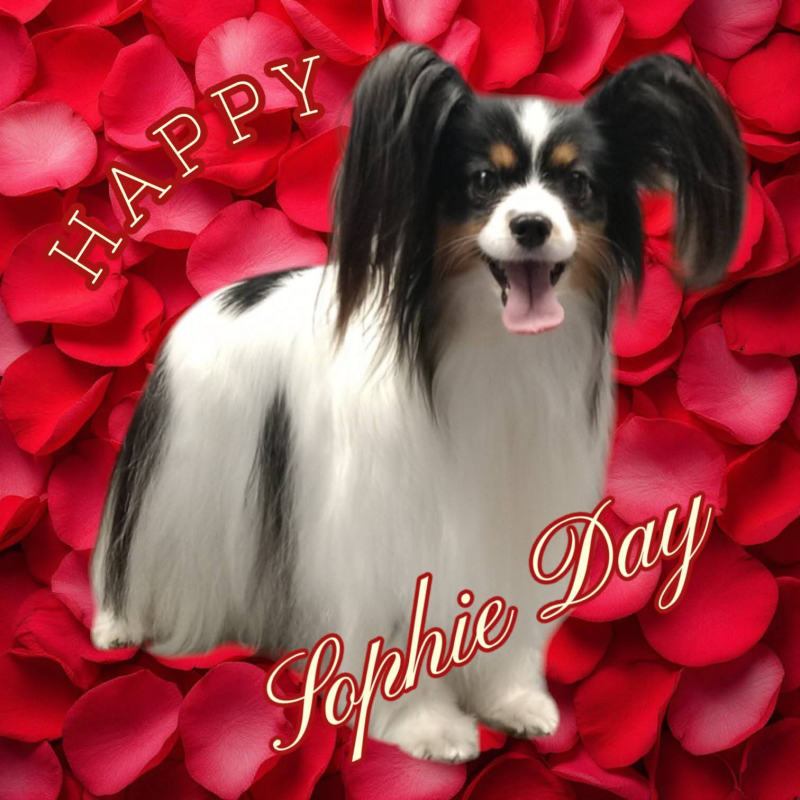 Images Come D'Incanto Toelettatrici e Beauty