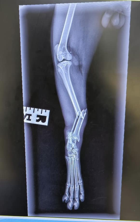 Images Streatham Hill Veterinary Surgery