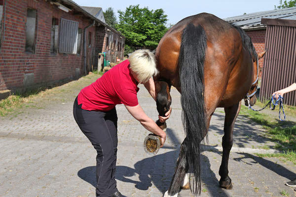 Bilder Pferdetherapeut Pferd-entspann-Dich Claudia Gansohr-Kratz, M.A.