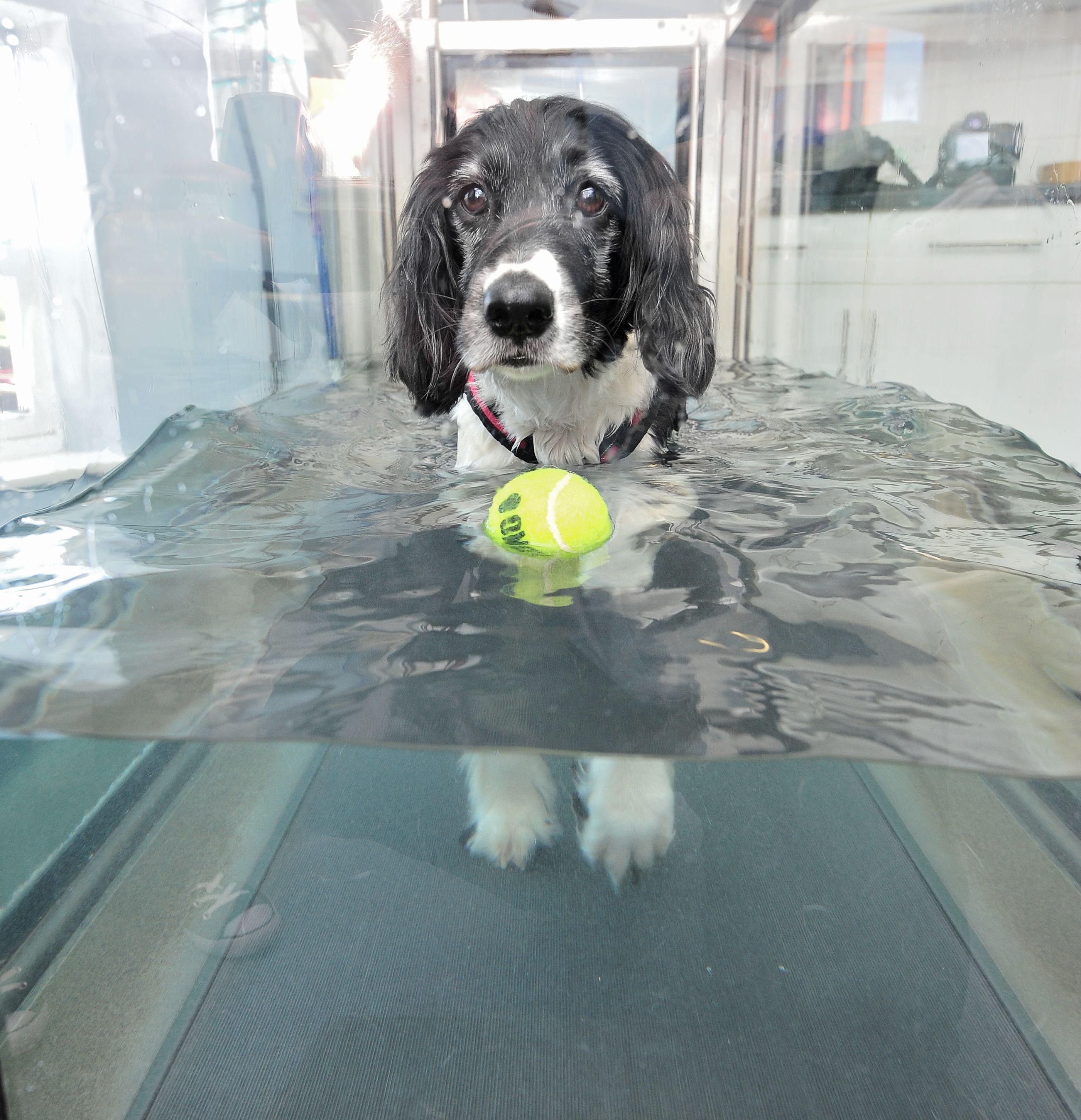 Images Severn Veterinary Centre and Hydrotherapy Suite