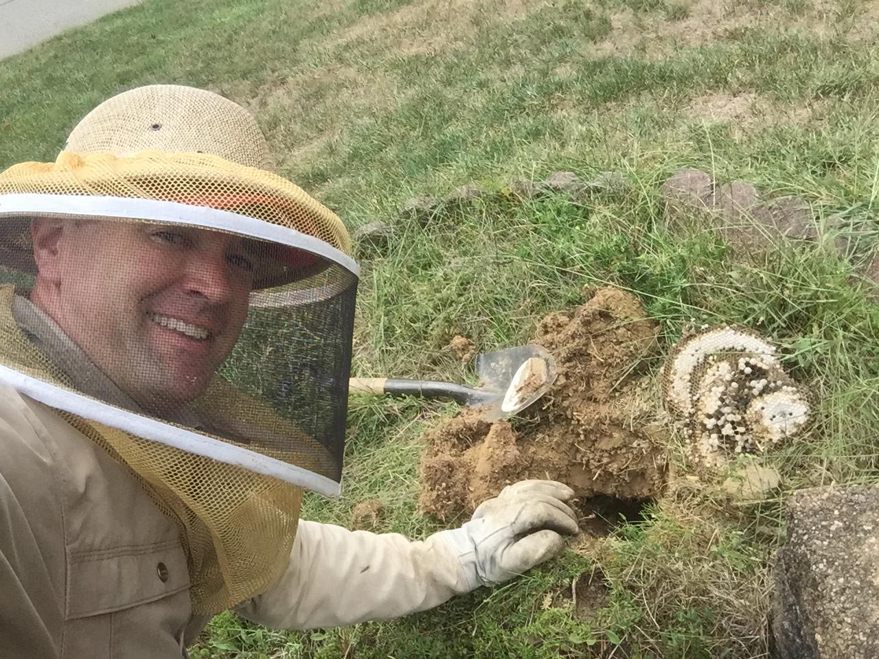 Removing Ground Bees from Gibsonia, PA