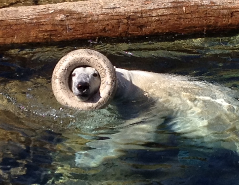 Memphis Zoo Photo