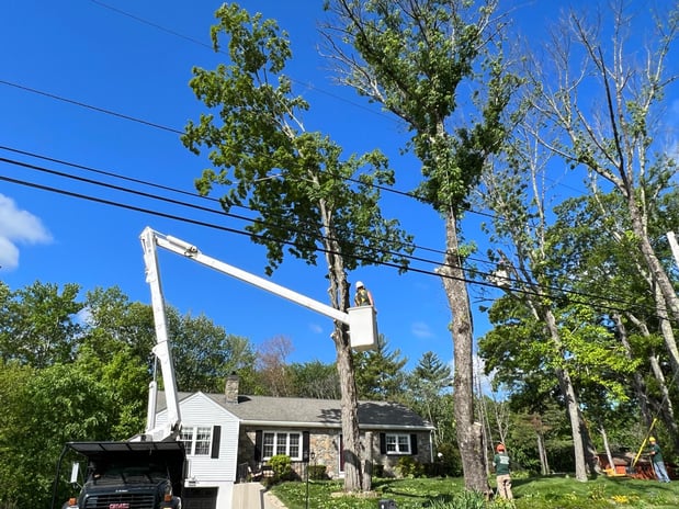 Images Yankee Tree Service