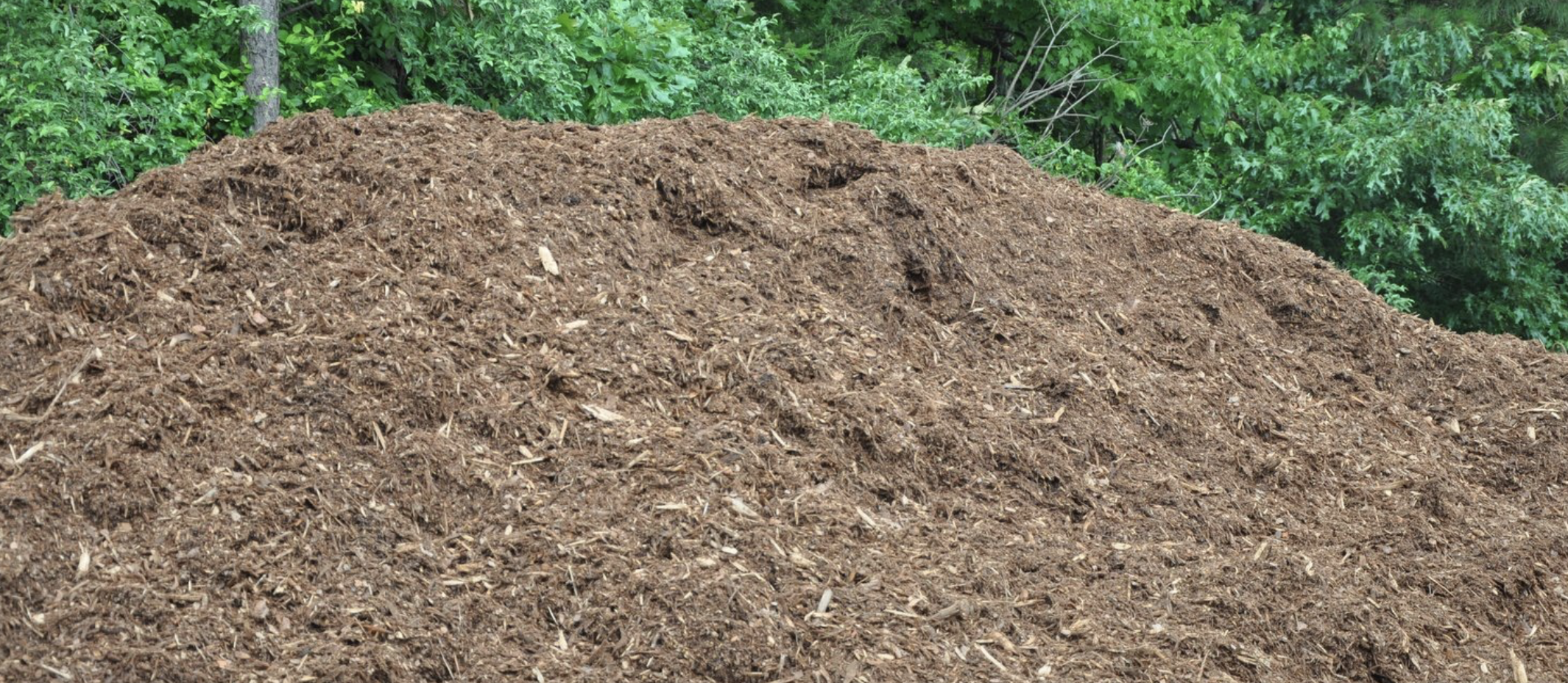 Triple Shred Pine Bark Mulch Bulk (per cu. yd.)
Acts as a ground cover for gardens
Made from ground bark and wood, and is free of dyes
Prevents evaporation from the soil.
The Triple Shred Pine Mulch acts as a ground cover for gardens. It is made from ground bark and wood and is free of dyes. The organic mulch releases essential nitrogen into your soil for healthier, stronger root systems. It reduces weed growth and is ideal for newly planted and commercial or residential beds. It also prevents evaporation from the soil.
APEX
Cary
Fuquay-Varina
Holly Springs
New Hill
Morrisville
Feltonville
Friendship
Moncure
Wilsonville
Bells
Pittsboro
DURHAM
Morrisville
Research Triangle Park
Cary
Carpenter Village
Clegg
Carrboro
Genlee
Southpoint
Bethesda
Mebane
Blands
Oak Grove
Chapel Hill
Hillsborough
Friendship
RALEIGH
Rolesville
Knightdale
Wake Forest
Wendell
Zebulon
Youngsville
Lizard Lilck
Eagle Rock
Wakefield
GARNER
Clayton
Willow Springs
Smithfield
Wilsons Mills
Archer Lodge
Fuquay-Varina
White Oak
Glen Laurel Road
Auburn
Turner Farms
Clevelands Oaks
Riverwood Dr
Flowers
McGee Crossroads
Siteone Landscape Supply
Triangle Landscape Supplies