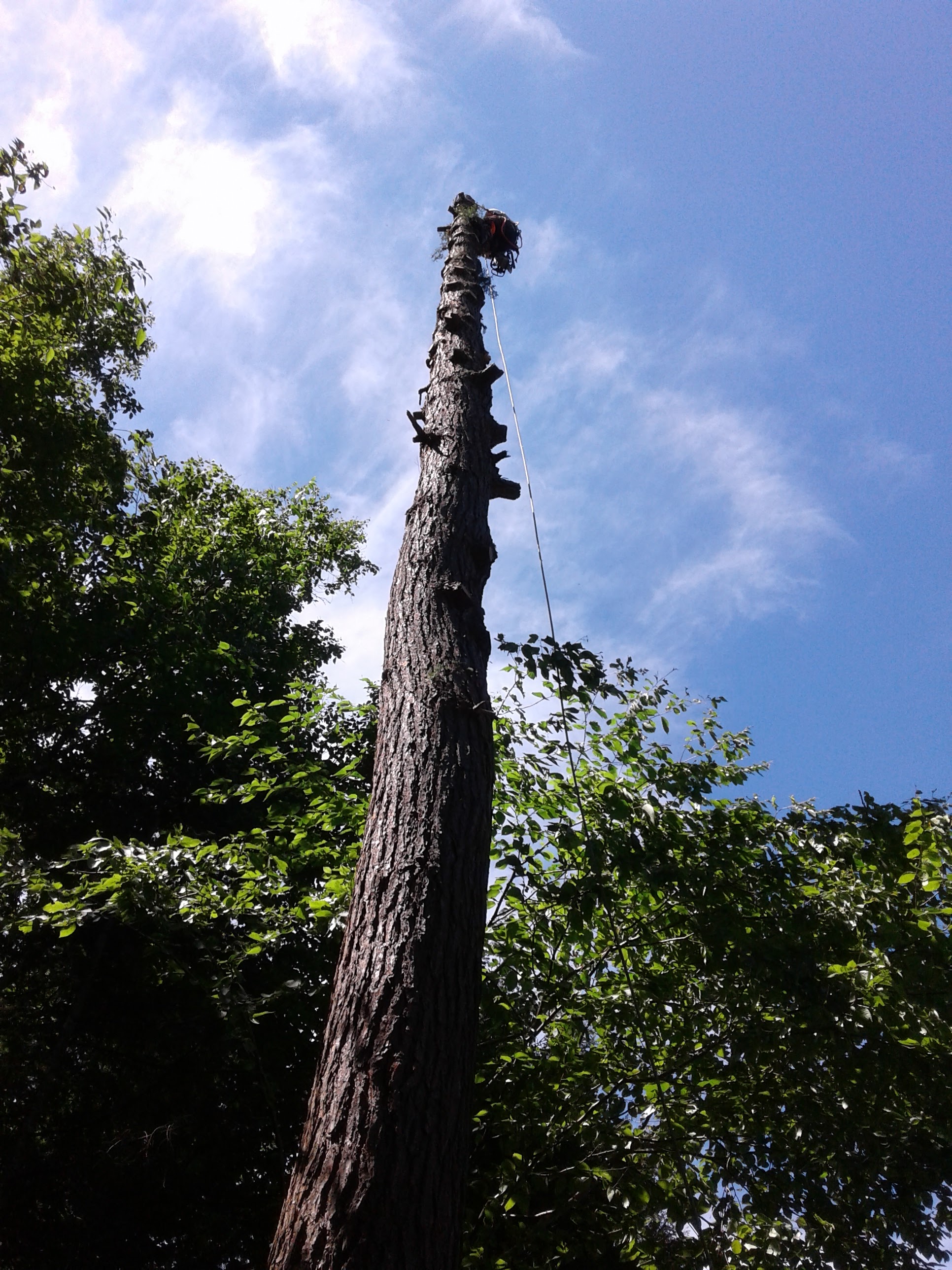 Images Élagage Frère d'Arbres