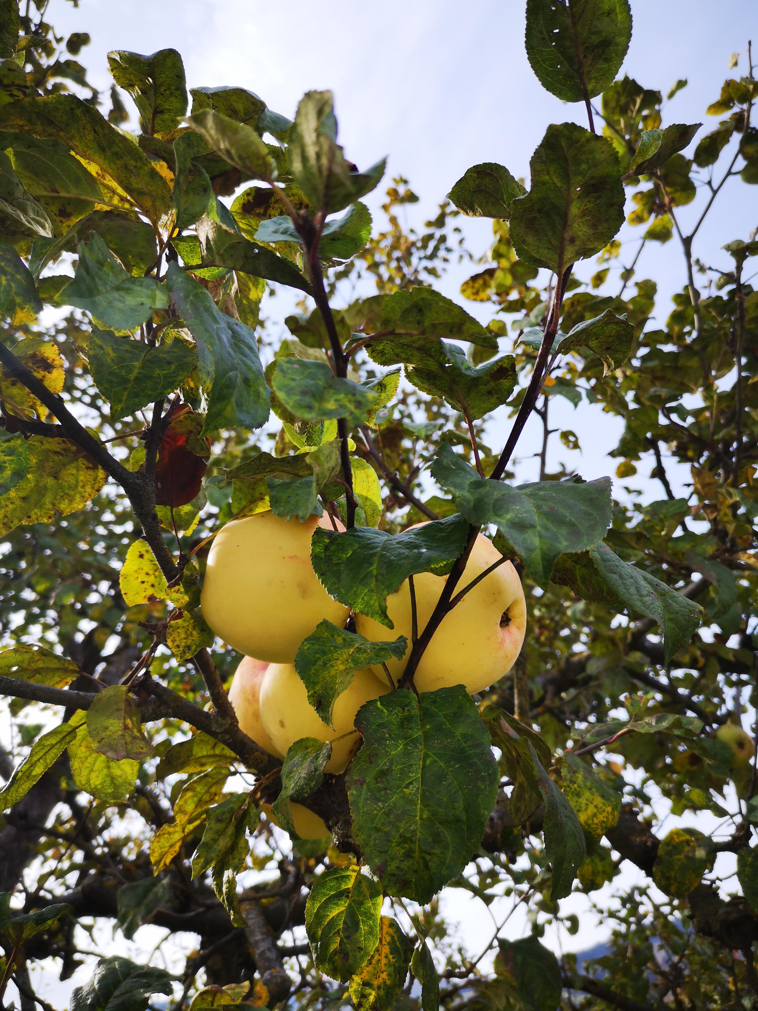 Annis Zillertaler Edelbrände vom Greidlhof, Hochfügenerstraße 6 in Fügen