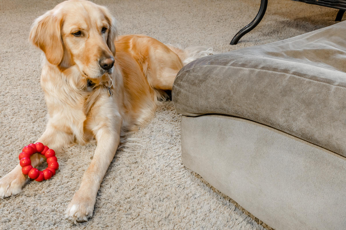 golden retriever dog laying next to upholstered furniture