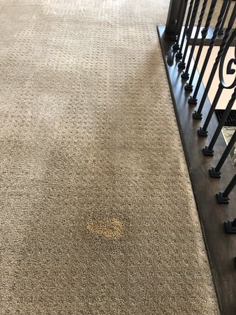 Images Carpet Pro Carpet Cleaning & Dyeing