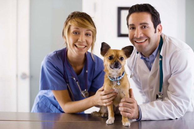 Images SpayXperts PLUS,  Affordable Vet Care