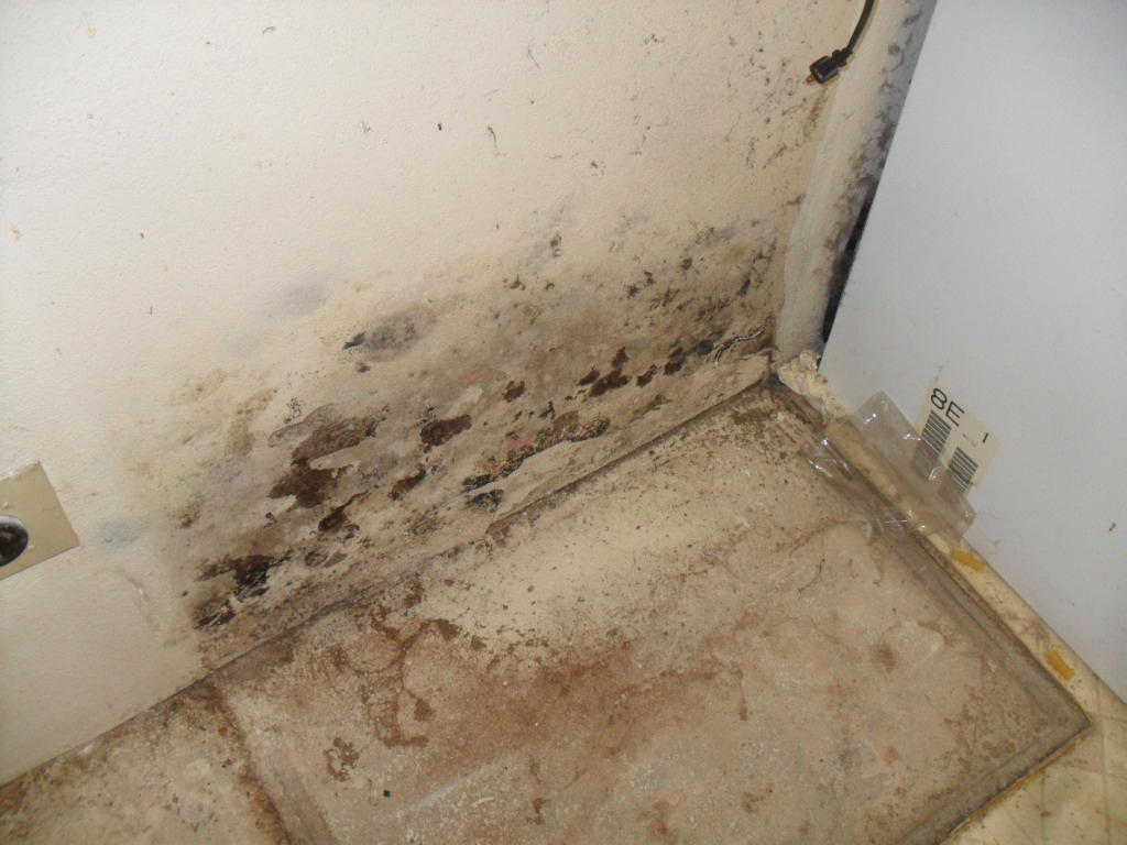 Can you spot the mold? Don't worry, call SERVPRO. We have the best equipment and the best team to help when disaster strikes.