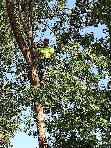 Images Whorley's Tree Service