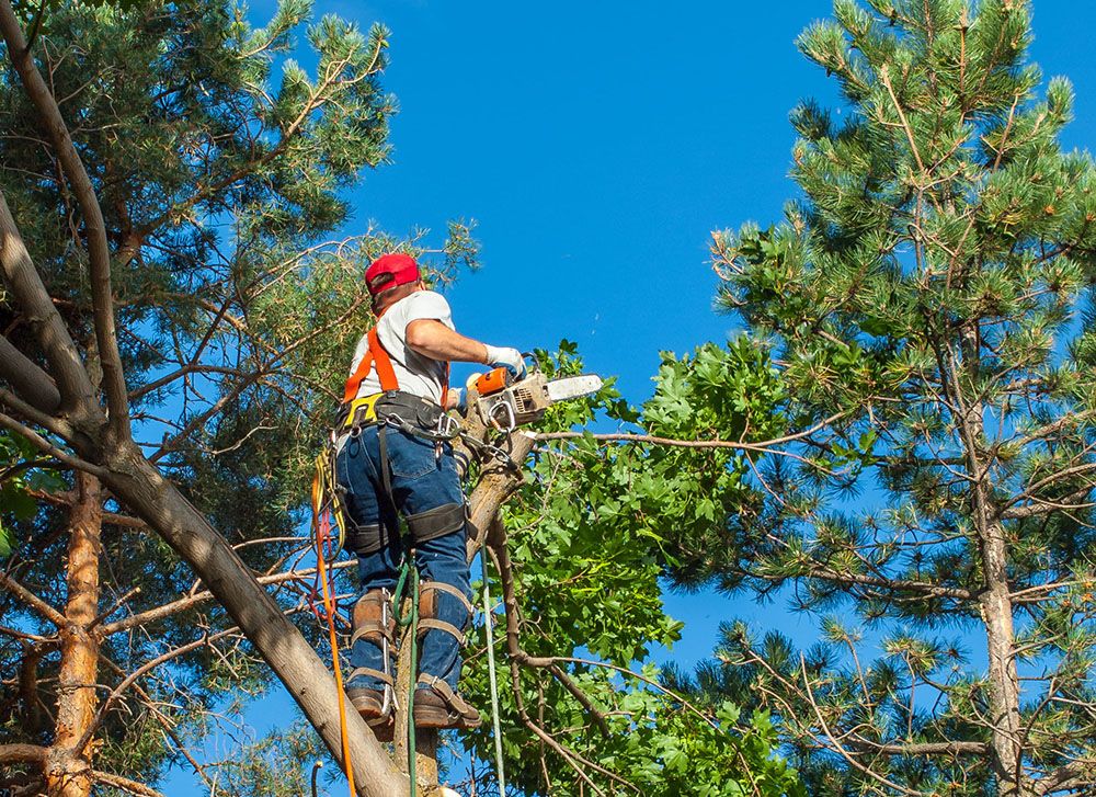 RLB Tree Service Image