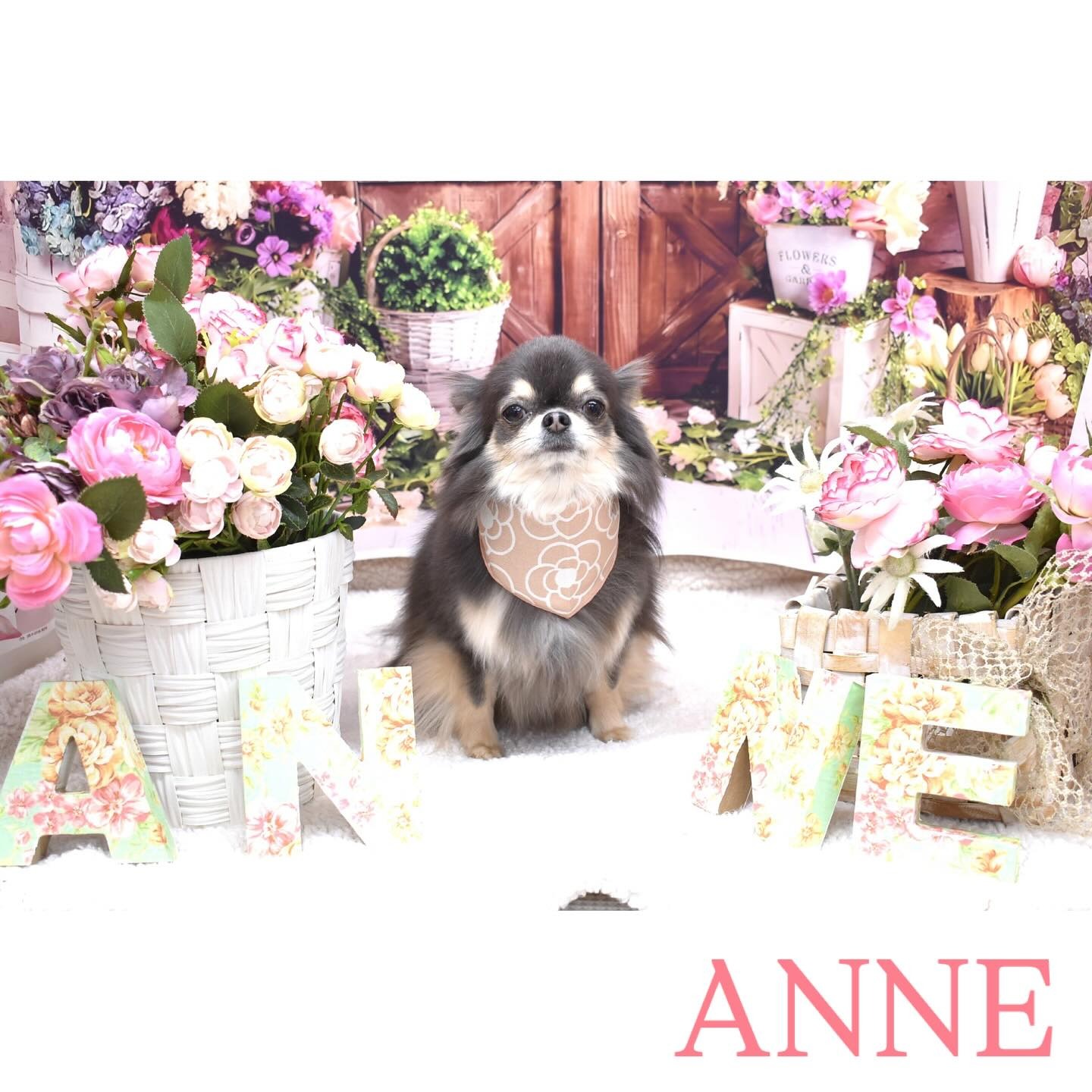 Images わんわんスタイルANNE