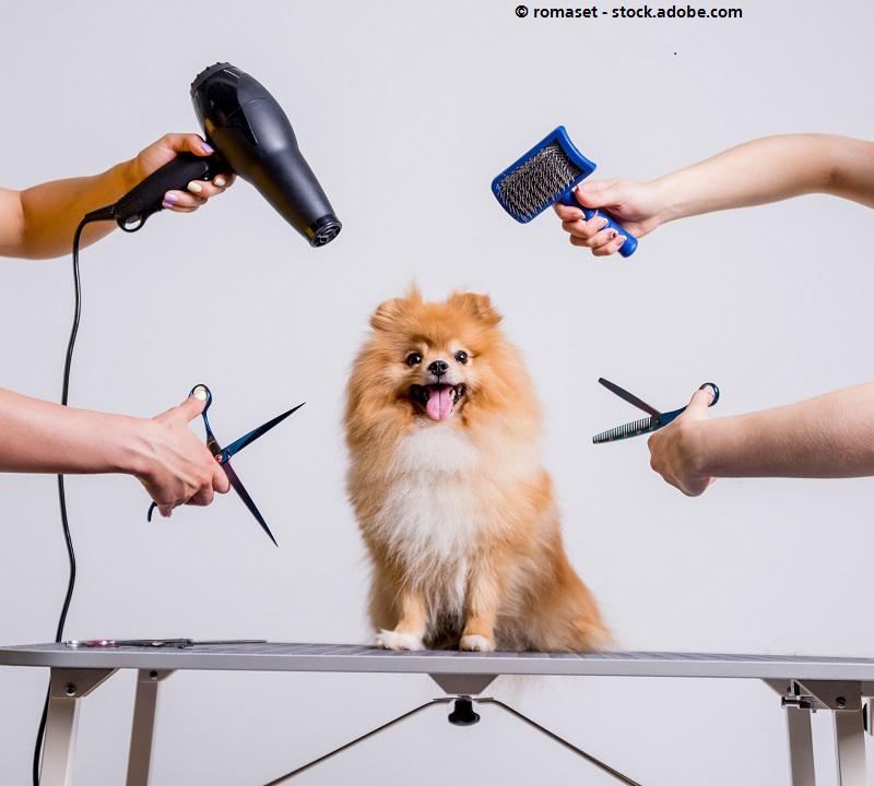 Bel Dogs - Professioneller Hundefriseur, Kolpingstr. 24 in Hilden