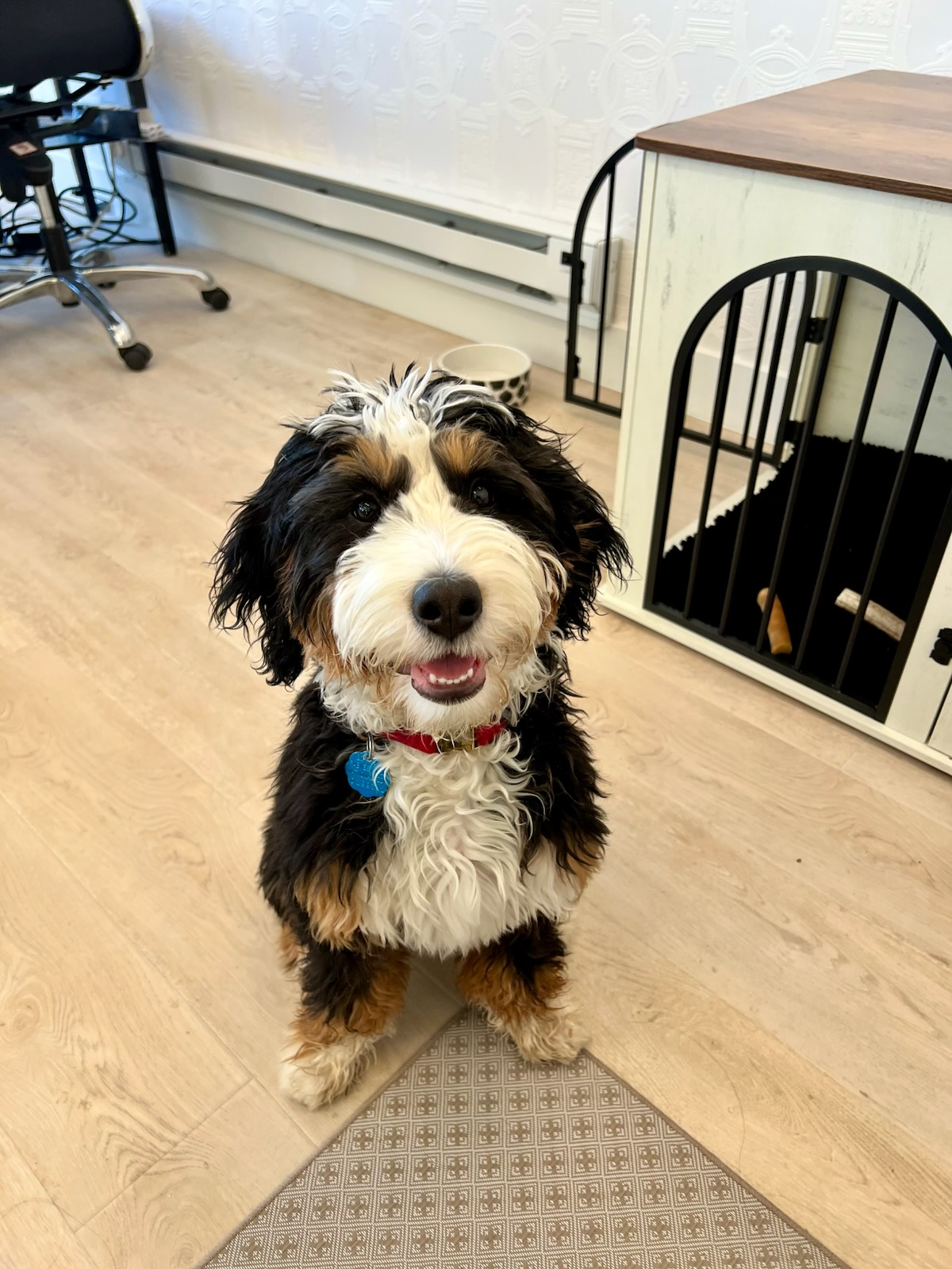 We love when our furry friends come to visit in the office!