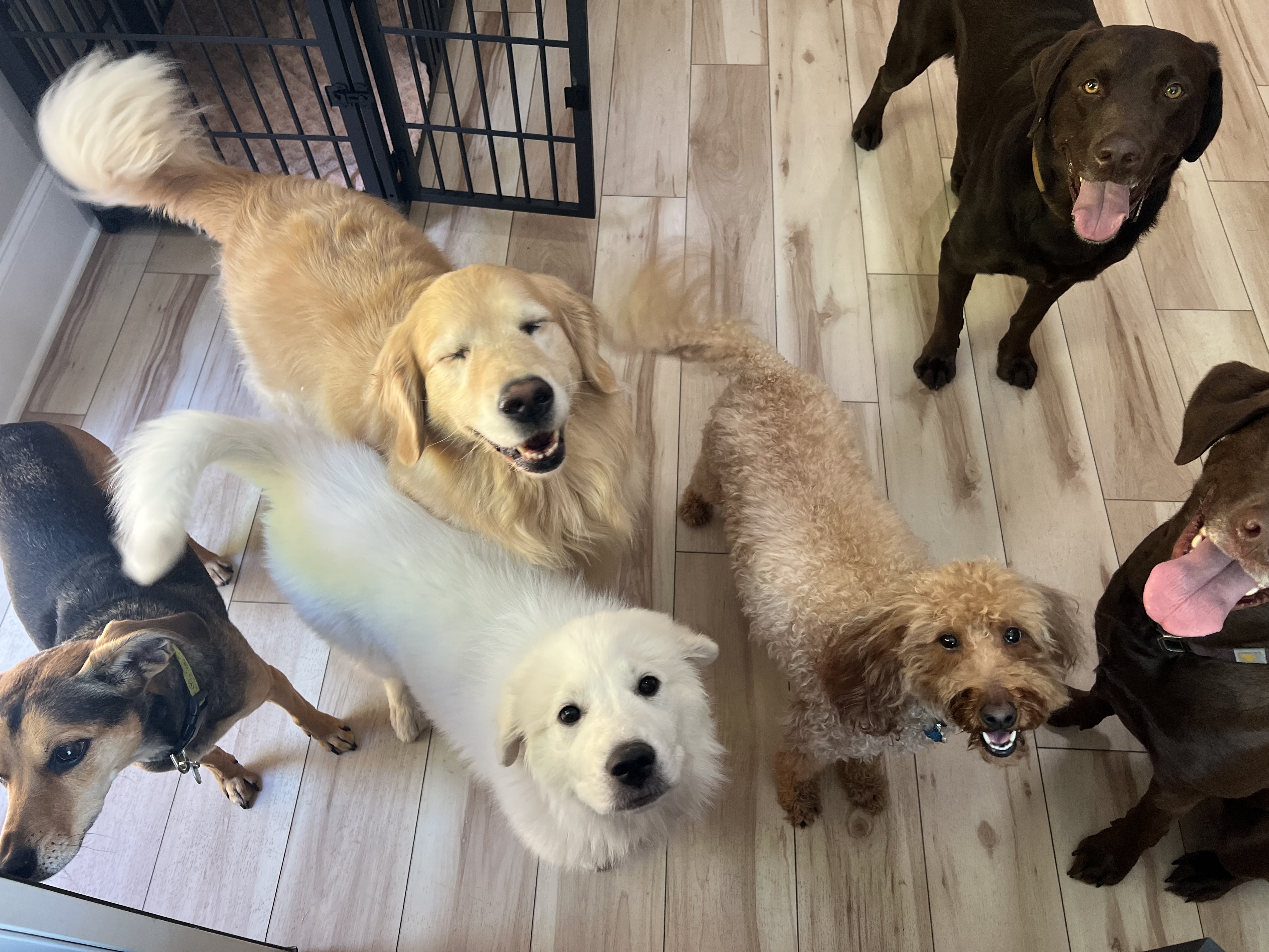 Doggy Day Care