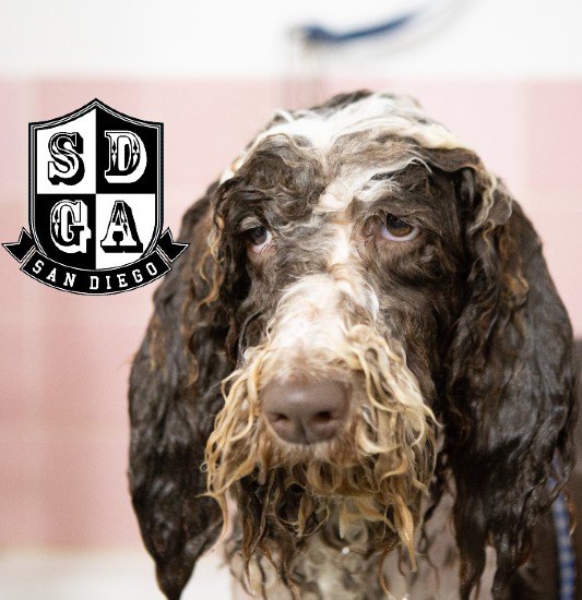 Images San Diego Grooming Academy