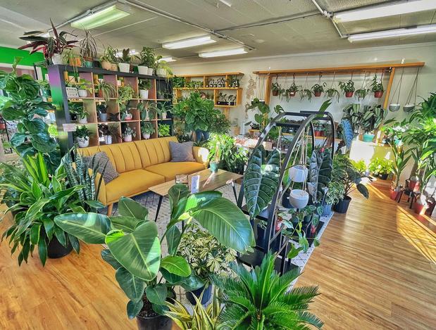 Images Urban Pothos Houseplant Shop