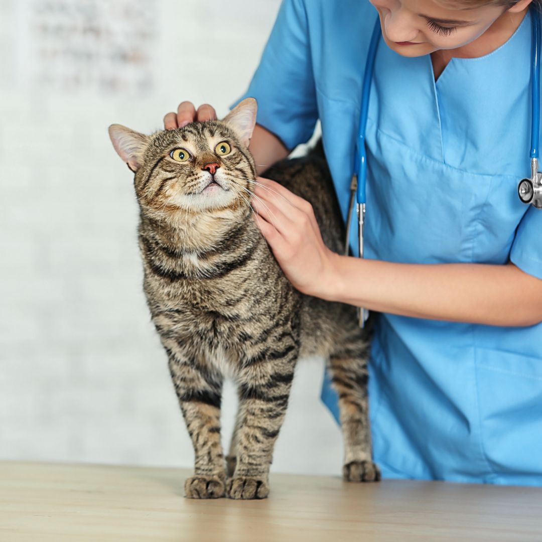 Images Vet & Cie Brossard | Vétérinaire indépendant & québécois, Toilettage, Parc canin, Urgences chiens et chats | Montérégie