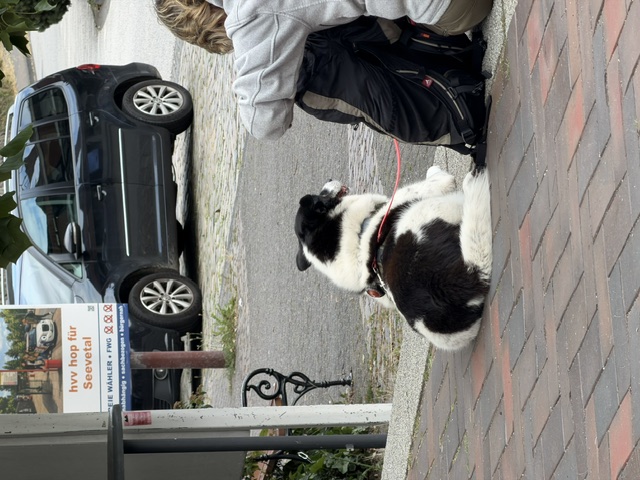 Hundeschule DogGeeks® TonCane: Online & Mobil, Voßbarg 23 in Seevetal