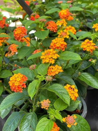 Images CW Willis Landscaping & Garden Center