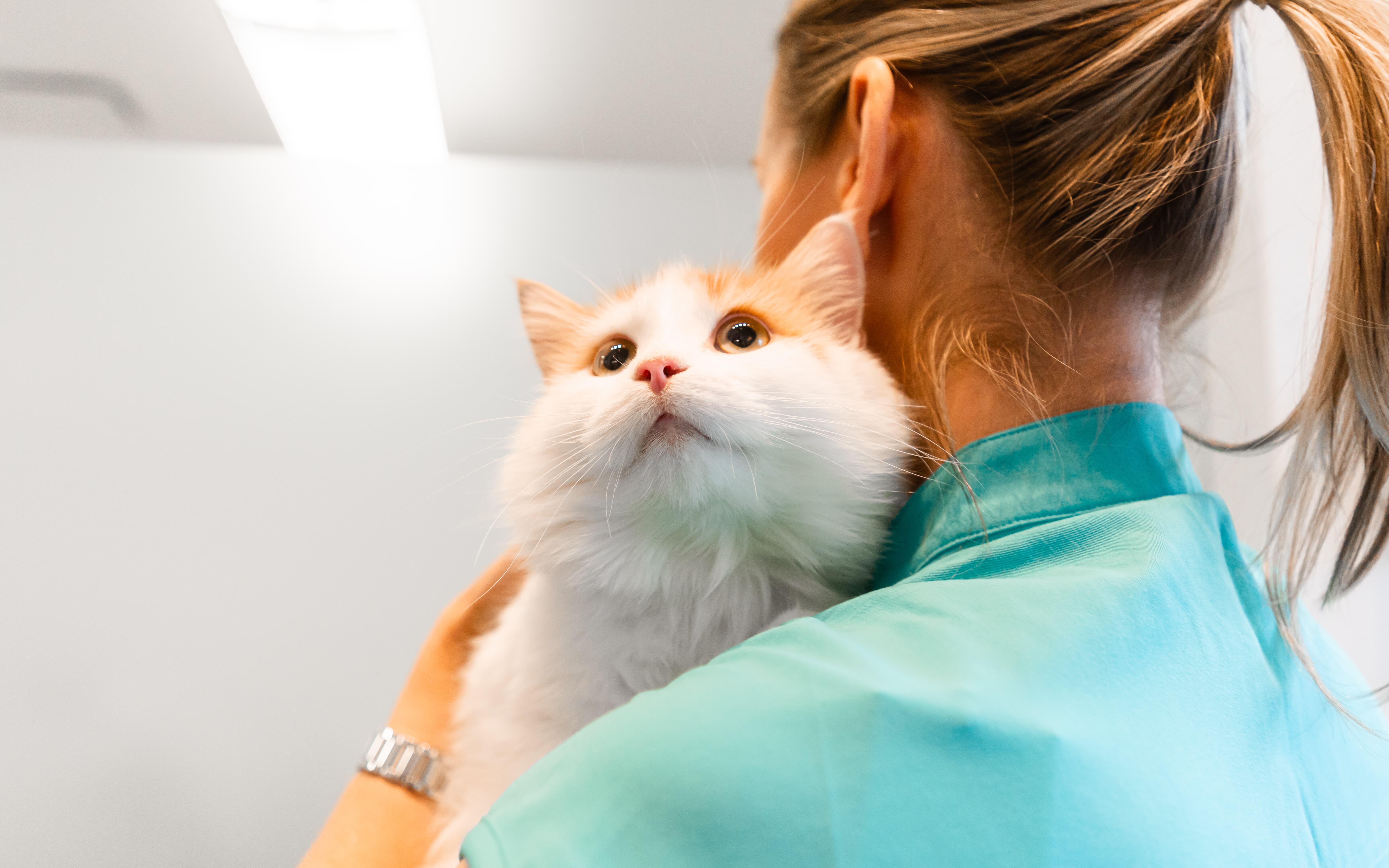 Images Clinique Vétérinaire Quartier Dix30