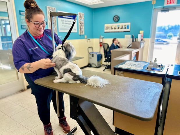 Images Petco Grooming