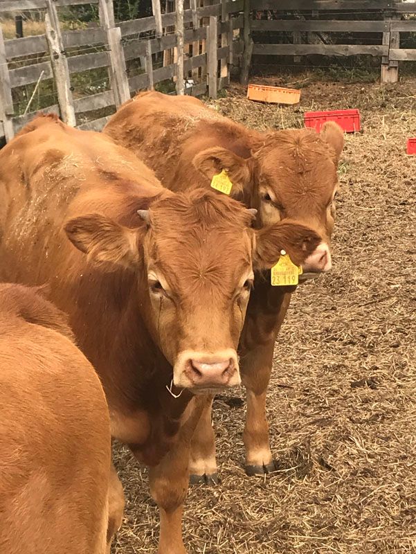 Torsten Laake Linther Limousinzucht, Ringstraße 38A in Linthe