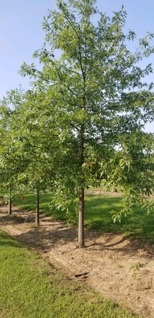 Images Arbor Hills Tree Farm