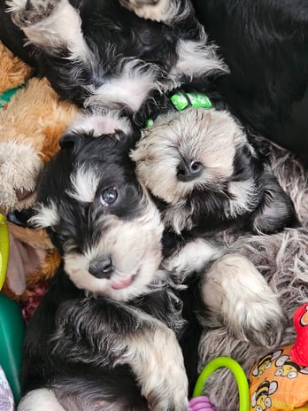 Images A'Lord Miniature Schnauzer