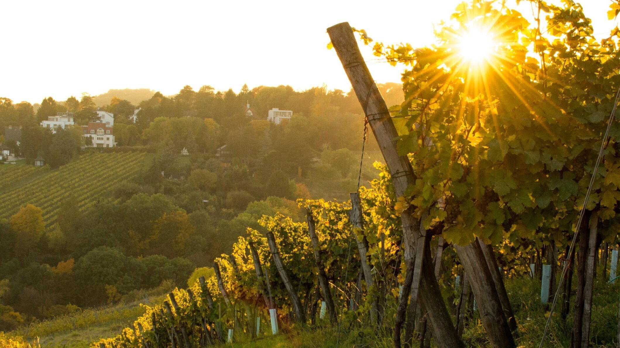 Ricarda Berg e.U., Leystraße 108 in Wien