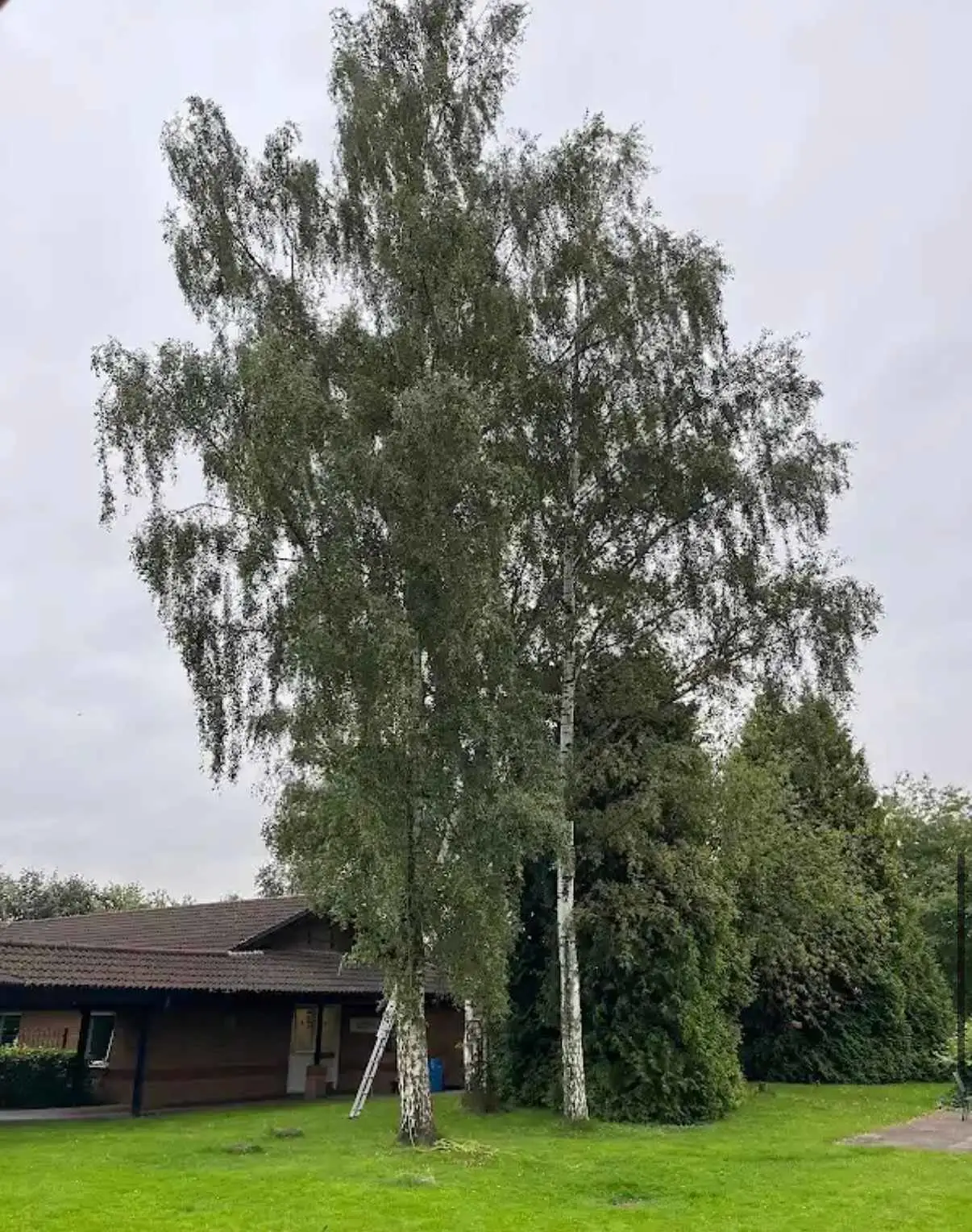 Images Tree Doctors & Landscaping