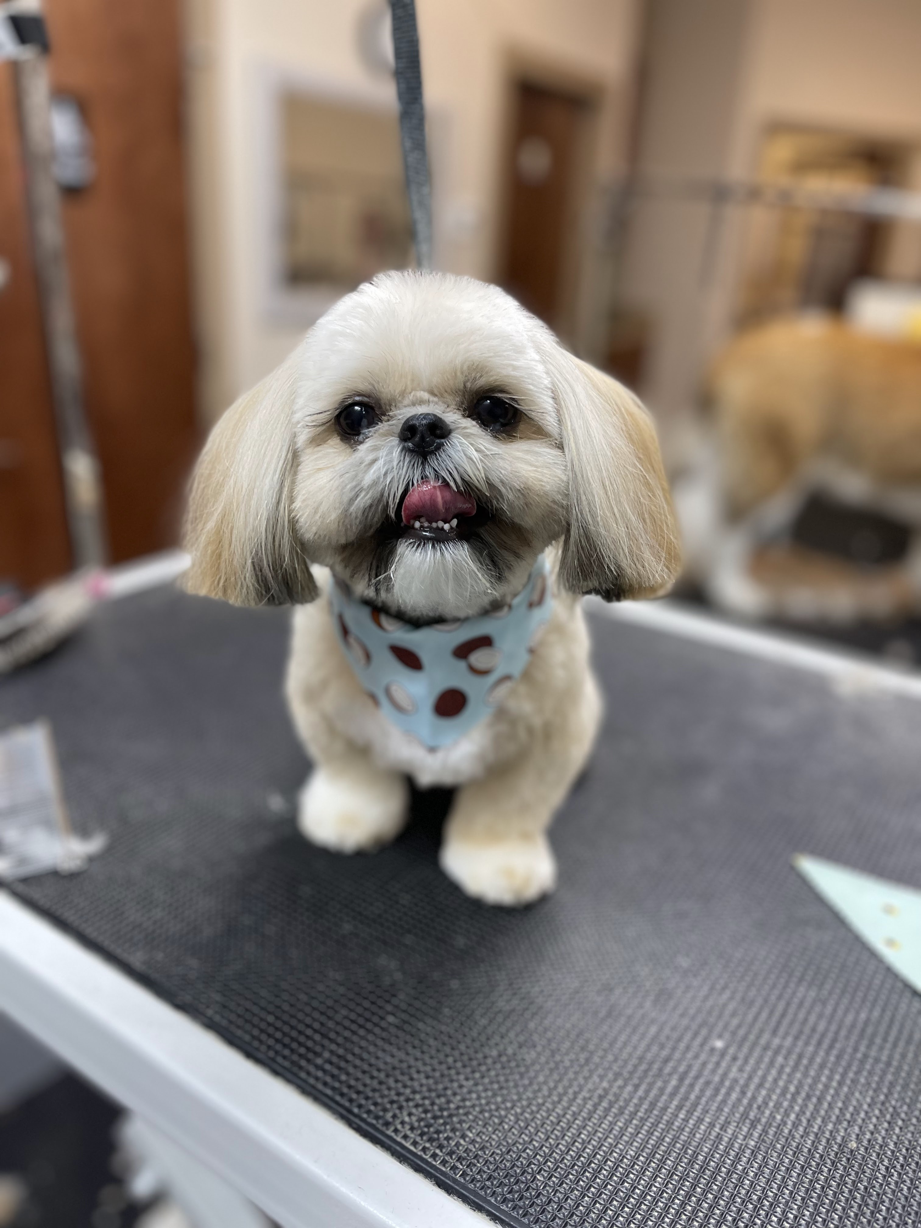 A light-colored Shih Tzu dog with its tongue sticking out, wearing a light blue bandana with a brown and white pattern, sits on a black grooming table. The dog has large, dark eyes and its fur is neatly groomed. The background is blurred, showing a hint of another dog and what appears to be a grooming salon environment.