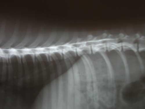 Images Centro Clínico Veterinario Zaragoza