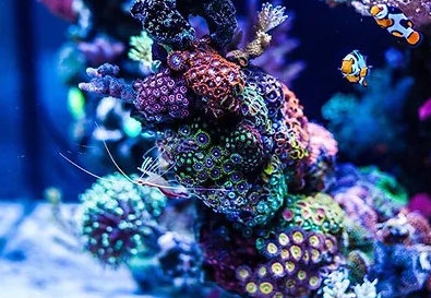 Images Under The Sea Aquarium Marketplace