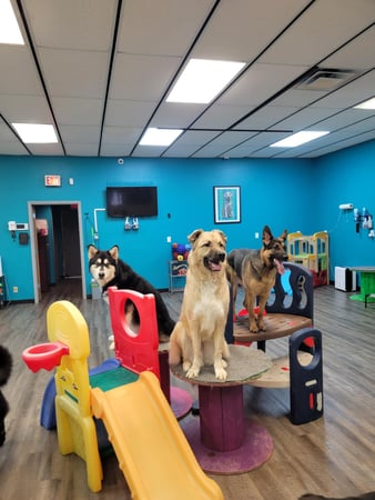 Images K9 Wonderland