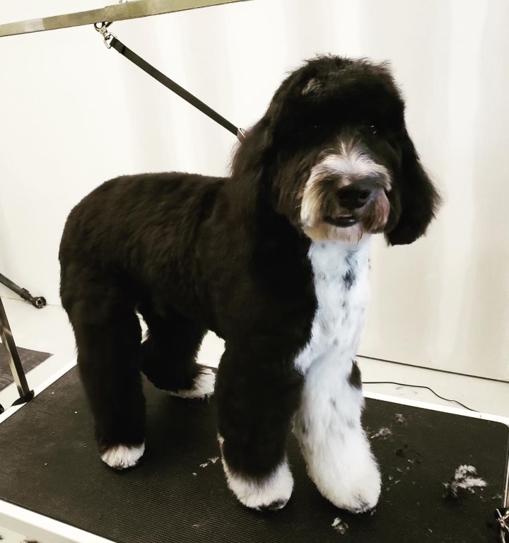 A black and white poodle mix dog with a fresh haircut stands on a grooming table. The dog has dark black fur covering most of its body, with a white chest and white markings on its paws and face. Its hair is groomed into a rounded, fluffy style, especially around its head and legs.
