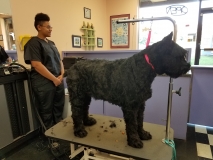 Images Featherle Pet Care Chantilly