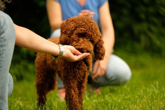 SIRIUS® Behavior Vets Zentrum für Tiermedizinische Verhaltenstherapie in München - Logo