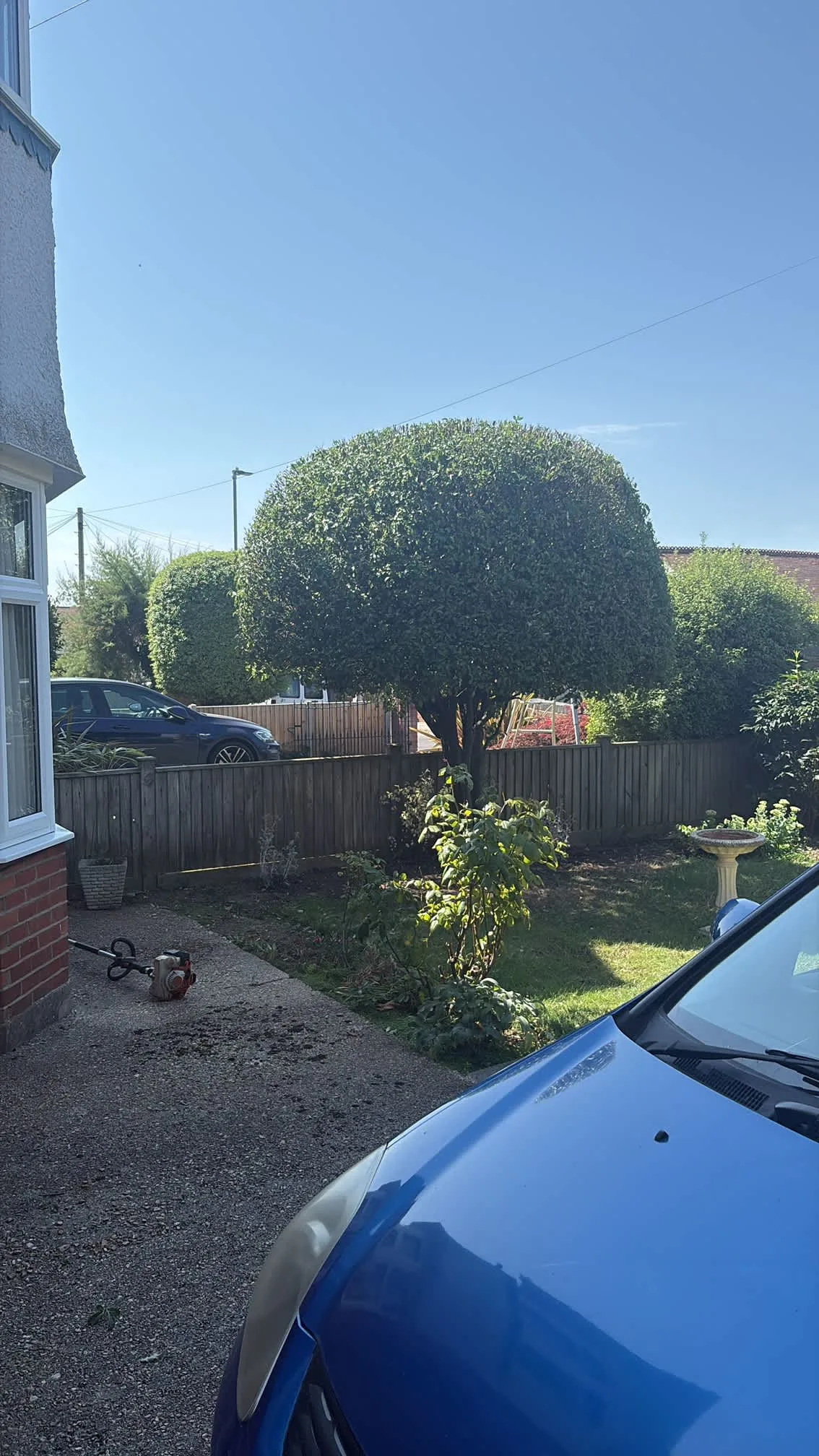 Images Arborist Tree Surgeons