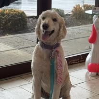 Lux Fur Pet Salon Image
